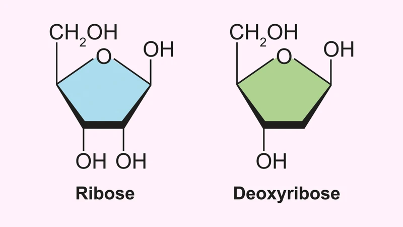 Đường ribose là một trong những điểm giúp phân biệt ARN với ADN