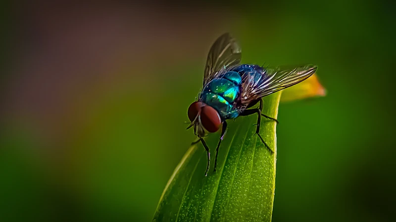 Ruồi trâu là một trong những loài phổ biến gây ra tình trạng ấu trùng ruồi ký sinh trên người