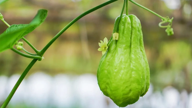 Bà bầu ăn được su su không? Nên ăn bao nhiêu là đủ? 1