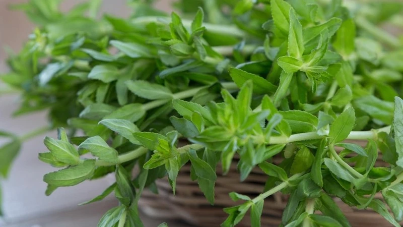 Bà bầu ăn rau ngổ được không? Những điều cần lưu ý 2