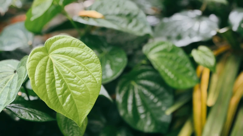 Bà bầu có được dùng lá trầu không không? Lợi ích và rủi ro khi bà bầu dùng lá trầu không?