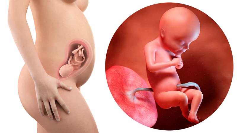 Bảng kích thước thai nhi theo tuần chi tiết giúp mẹ bầu dễ dàng theo dõi2
