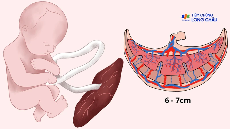 "Bánh nhau dày 6 - 7cm có bất thường không?" là băn khoăn của nhiều mẹ bầu
