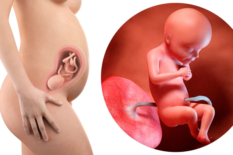 Bầu 30 tuần là mấy tháng? Một số thay đổi ở cơ thể mẹ bầu cần lưu ý 2