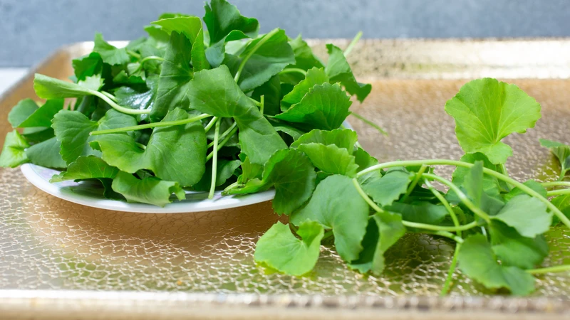 Rau má giúp mẹ bầu tăng sức đề kháng nhờ hàm lượng vitamin và chất chống oxy hóa