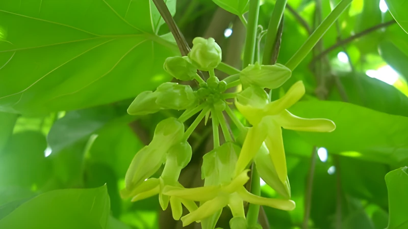 Bông thiên lý là thực phẩm lành tính và an toàn cho phụ nữ mang thai, kể cả trong&nbsp;3 tháng đầu thai kỳ nếu được chọn lựa và chế biến đúng cách