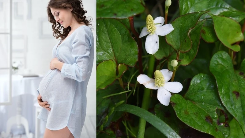 Bầu 3 tháng đầu có được ăn rau diếp cá không? 2