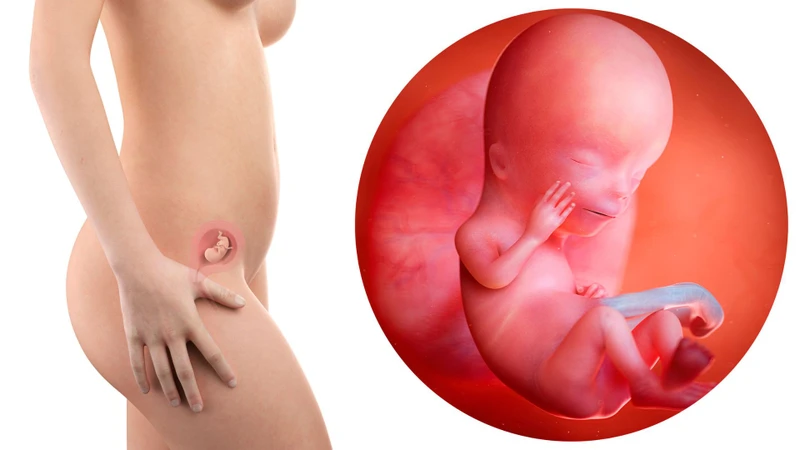 Bầu 7 tuần bụng to chưa? Những điều cần lưu ý khi mang thai tuần thứ 7 1
