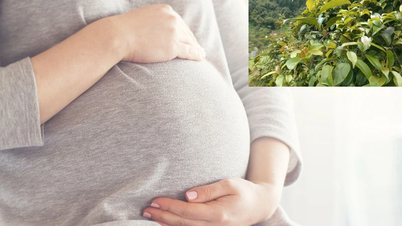 Bầu ăn lá giang được không? Tìm hiểu lợi ích, rủi ro và lưu ý quan trọng 2