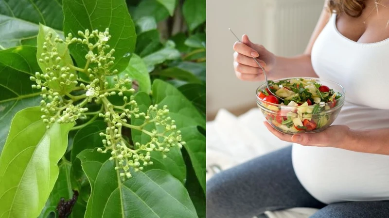 Bầu ăn lá cách được không? Loại lá này có tác dụng gì? 1