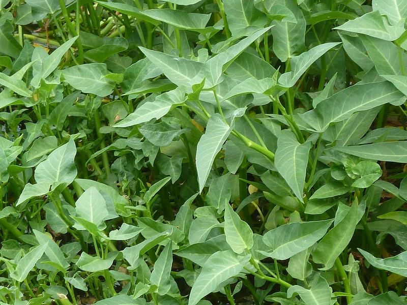 Bầu ăn rau muống được không? Những điều bà bầu cần lưu ý khi ăn rau muống 1