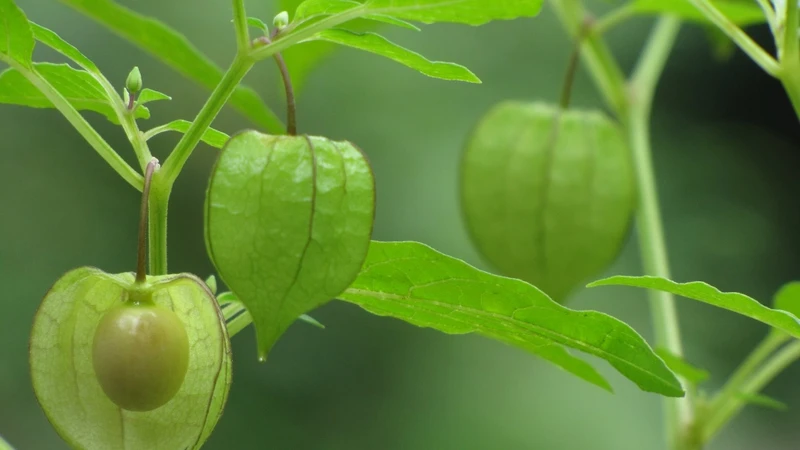 Bầu có ăn được rau tầm bóp không? Lợi ích và những điều cần lưu ý 4