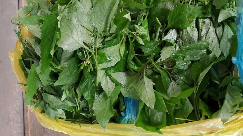 Bầu có ăn được rau tầm bóp không? Lợi ích và những điều cần lưu ý 1