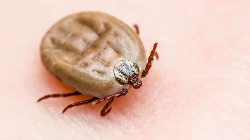Borrelia burgdorferi sensu lato được truyền sang người chủ yếu qua vết đốt của ve cứng mang mầm bệnh