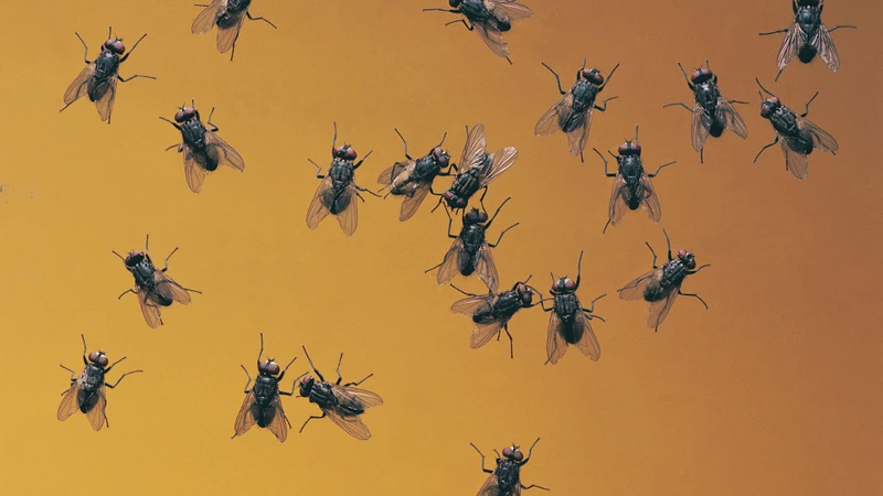 Nguyên nhân gây myiasis da là do ấu trùng của nhiều loài ruồi ký sinh thuộc bộ Diptera