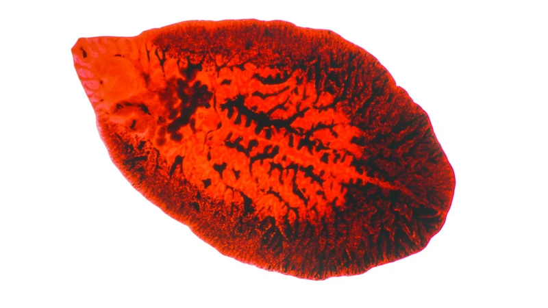 Bệnh sán lá gan lớn do hai loài ký sinh trùng thuộc chi Fasciola gây ra là Fasciola hepatica và Fasciola gigantica