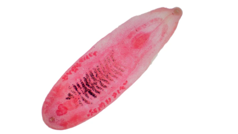Bệnh sán lá gan nhỏ do các loài sán thuộc nhóm Trematoda gây ra