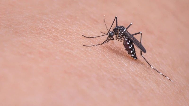 Muỗi Aedes aegypti và Aedes albopictus là những vector truyền bệnh Chikungunya