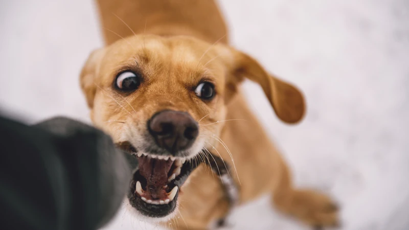 Bệnh dại có lây qua đường máu không? Cách phòng tránh nguy cơ lây nhiễm bệnh dại qua máu 4