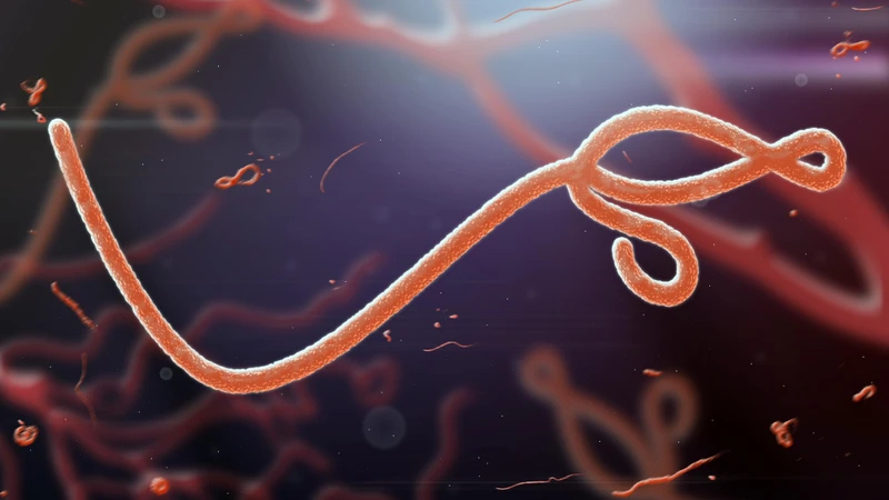 Các triệu chứng bắt đầu xuất hiện khoảng 8 đến 10 ngày sau khi phơi nhiễm virus