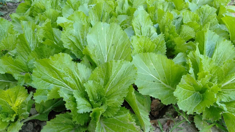 Các loại rau cải như cải thìa, cải ngọt và cải bẹ xanh cung cấp chất xơ, vitamin và khoáng chất cần thiết cho cơ thể