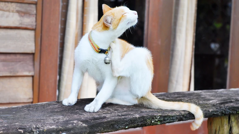 Bệnh mèo cào là gì? Nguyên nhân, triệu chứng và cách điều trị hiệu quả2