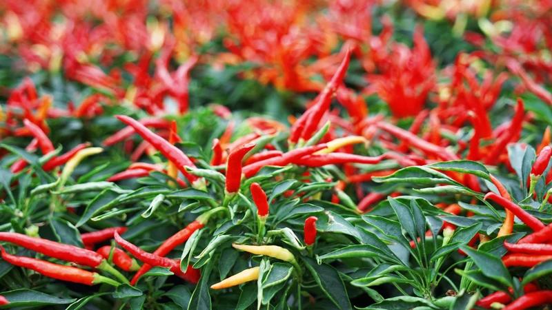 Cơ chế capsaicin kích thích thụ thể đau và gây bỏng rát khi tiếp xúc với ớt