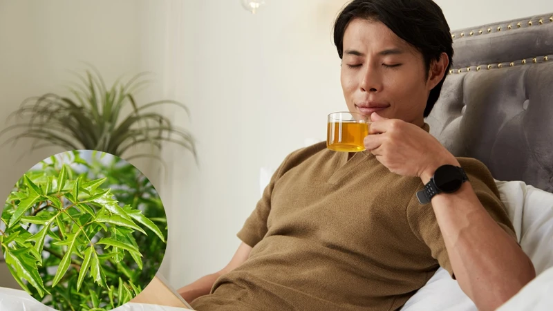 Bị huyết áp thấp có uống được lá đinh lăng không? 1