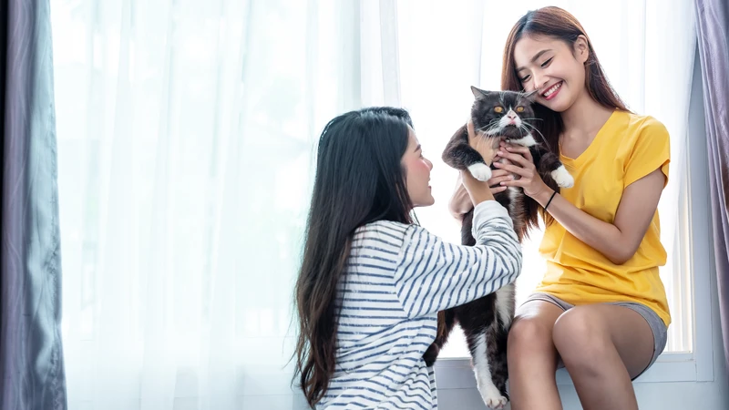 Bị mèo cào có sao không? Cách xử trí khi bị mèo cào 3