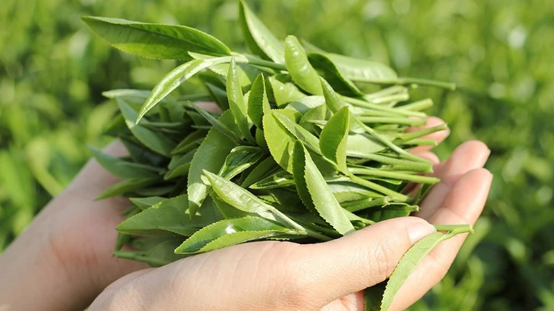 Bị thủy đậu tắm lá gì?