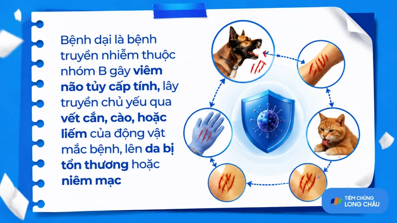 Bệnh dại là bệnh truyền nhiễm nguy hiểm có thể gây viêm não tủy cấp tính