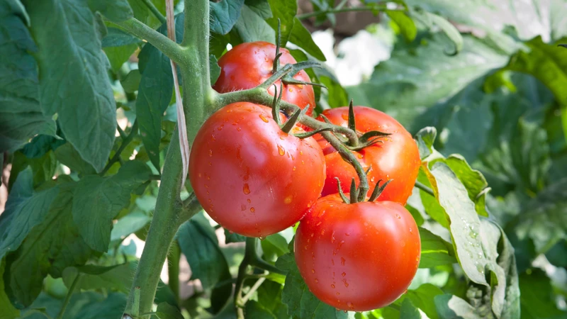 Cà chua tốt cho tim mạch nhờ lycopene, kali và các chất chống oxy hóa