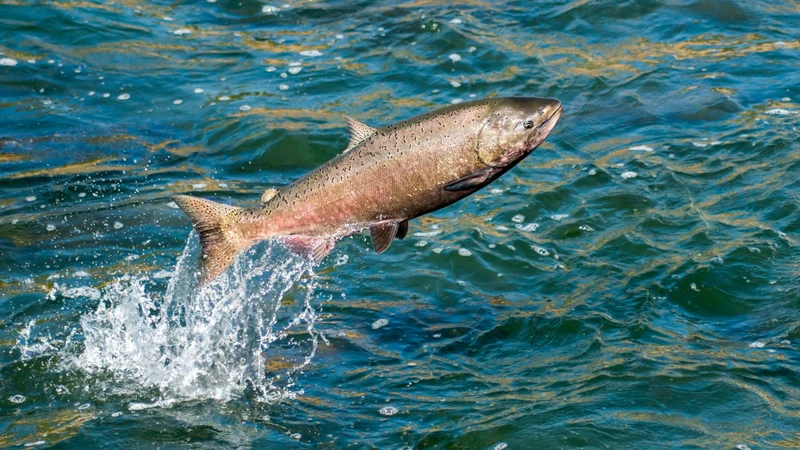 Cá hồi là loài cá nước lạnh, thuộc họ Salmonidae