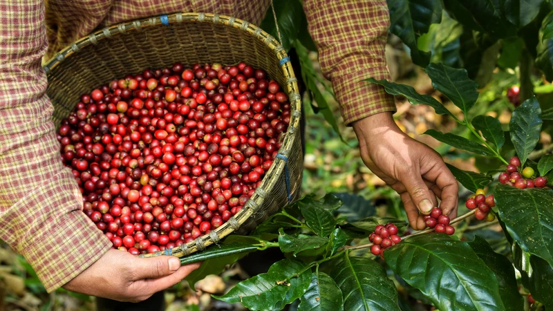 Cà phê hữu cơ là lựa chọn thân thiện với môi trường và hệ sinh thái