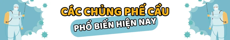 Kháng kháng sinh, độc lực cao: Cảnh báo các chủng phế cầu đáng lo ngại 1