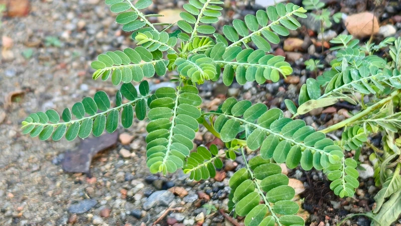 Diệp hạ châu đã được nghiên cứu trong viêm gan B nhưng hiện chưa đủ bằng chứng để xem đây là thuốc điều trị thay thế