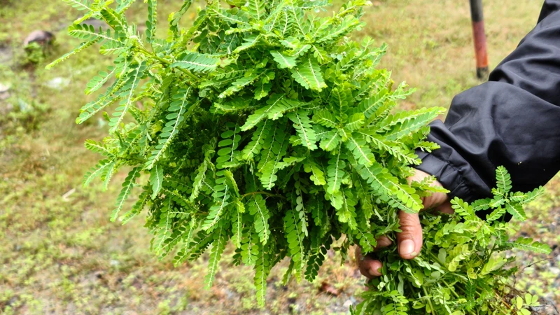 Cây chó đẻ hay diệp hạ châu là tên gọi dân gian được sử dụng cho một số loài thuộc chi Phyllanthus