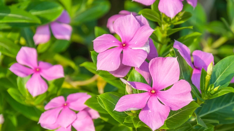 Dừa cạn, còn gọi bông dừa, là cây thân thảo lâu năm và có hoa hồng trắng nổi bật