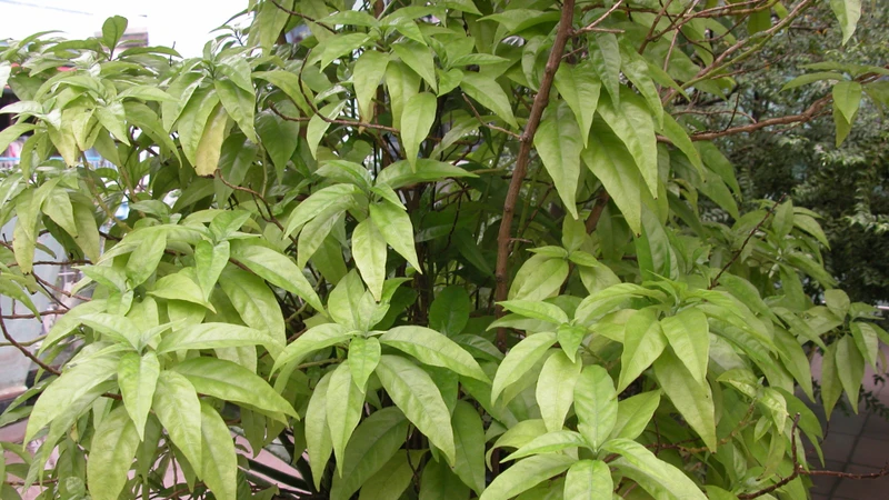 Cây hoàn ngọc có tên khoa học là Pseuderanthemum palatiferum (Wall.) Radlk.