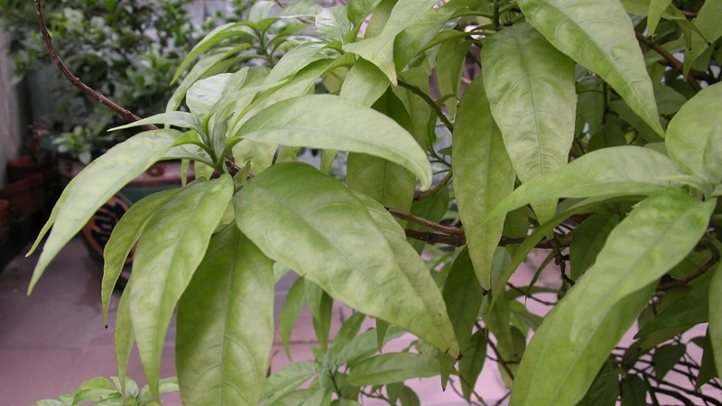 Cây hoàn ngọc là đối tượng của nhiều nghiên cứu nhằm đánh giá vai trò trong phòng ngừa và hỗ trợ điều trị các bệnh mạn tính