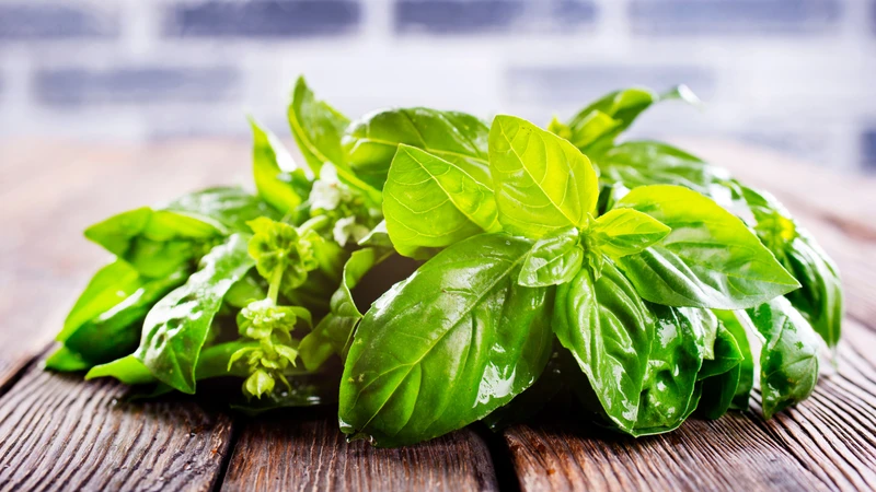 Húng quế giúp hỗ trợ tăng cường sức đề kháng