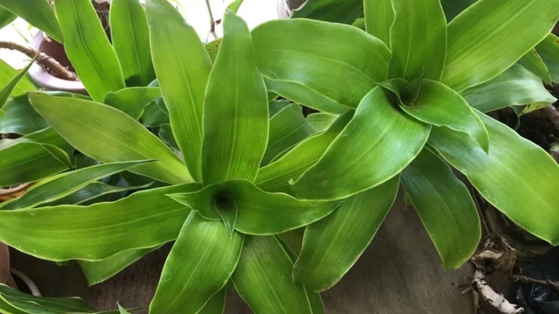 Cây lược vàng có nguồn gốc từ Mexico, giàu flavonoid, vitamin và khoáng chất