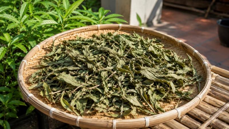 Cây xương khỉ có thể dùng làm rau hoặc sắc nước theo kinh nghiệm dân gian