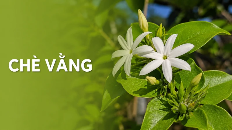 Chè vằng là loại thảo dược quen thuộc