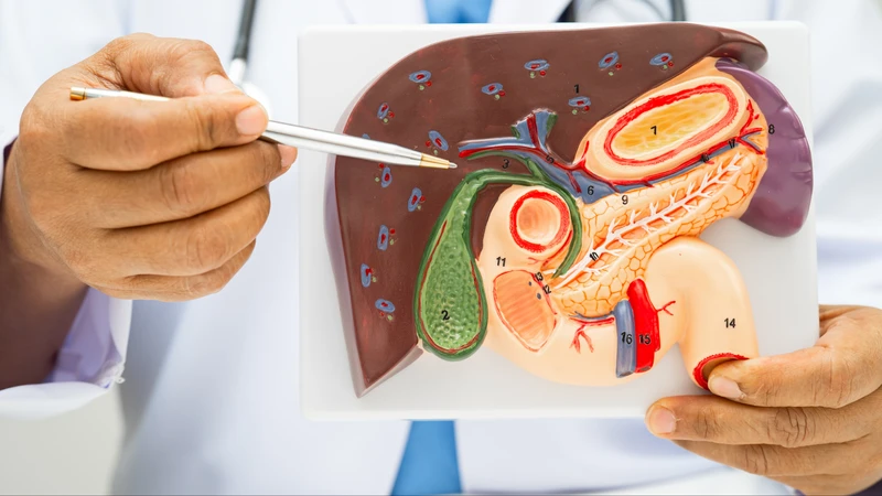 Chỉ số Uro trong nước tiểu phản ánh tình trạng sức khỏe tại gan