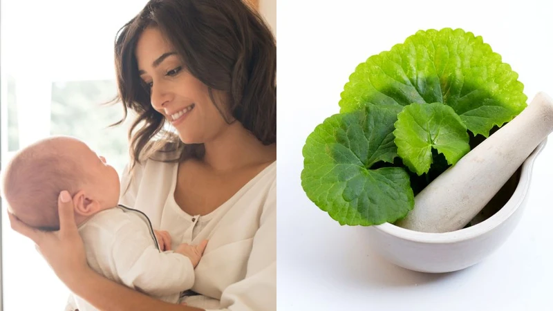 Cho con bú uống rau má được không? Lưu ý gì khi uống? 3