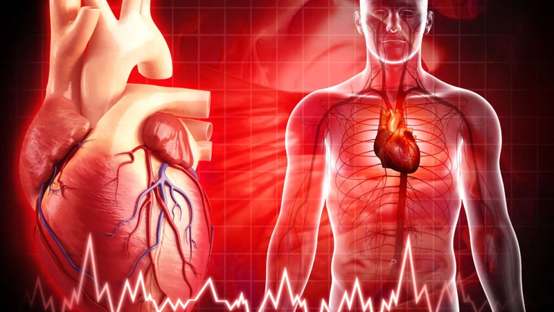 Chu kỳ hoạt động của tim bình thường giúp đảm bảo cung cấp oxy và chất dinh dưỡng