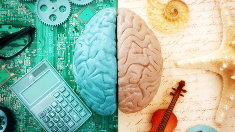 Não trái giữ vai trò trong các hoạt động liên quan đến tư duy logic, phân tích và khoa học