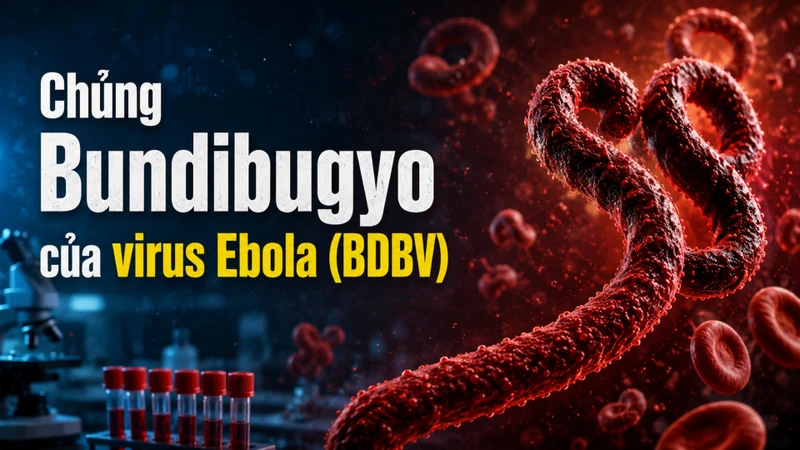 Ebola Bundibugyo vẫn được đánh giá là một trong những chủng virus Ebola có khả năng gây bệnh nghiêm trọng và đe dọa tính mạng ở người