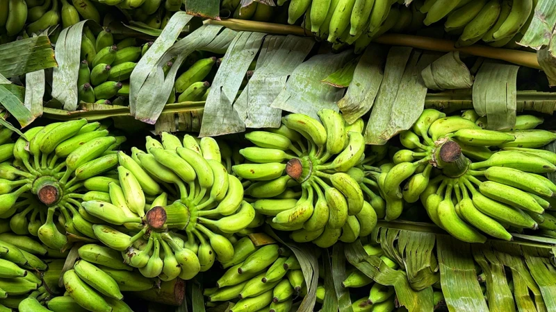Chuối xanh ăn sống được không